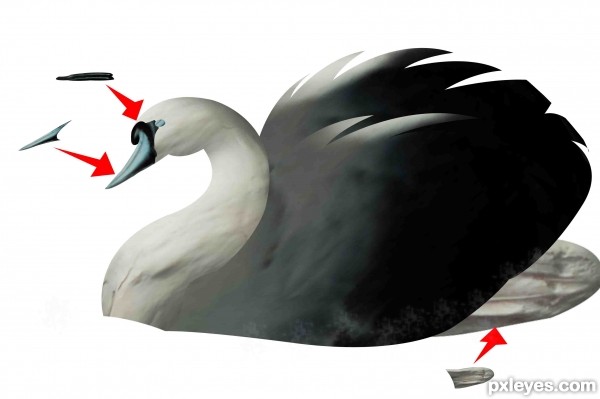 Creation of Blue swan: Step 4